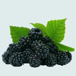 Blackberries