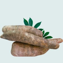 Cassava
