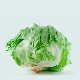Iceberg Lettuce