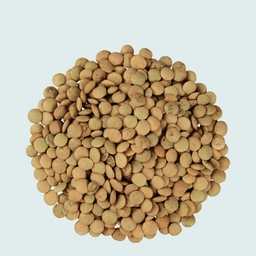 Lentils